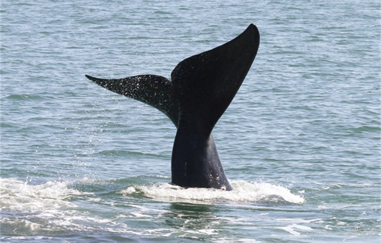The endangered North Atlantic right whale is one of many marine species now threatened by the rescission of the U.S. National Ocean Policy. CREDIT: Photo taken by Georgia Department of Natural Resources under NOAA permit #15488.